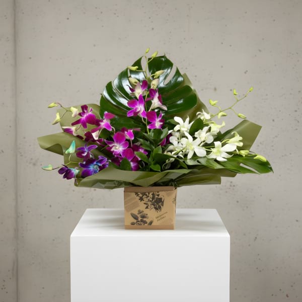 Stunning Orchids